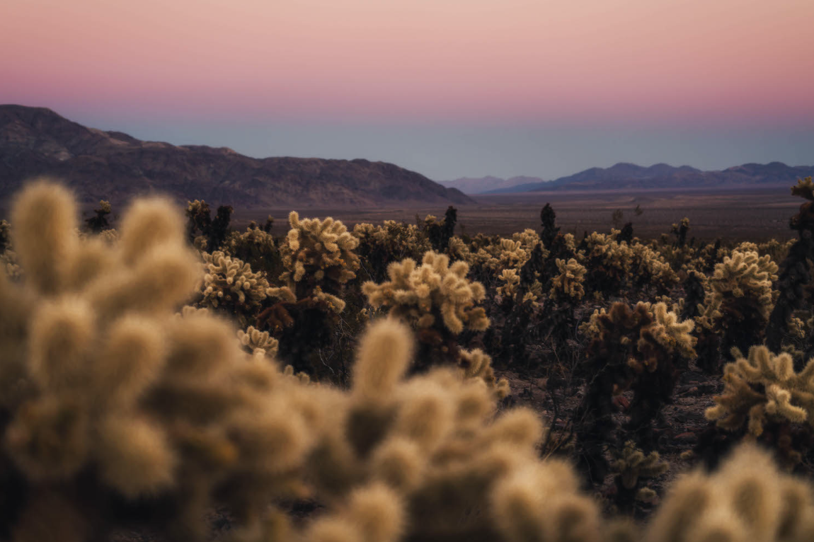 Joshua Tree National Park landscape. Photography by California Travel Escapes.